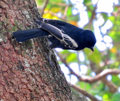 Melaniparus niger niger