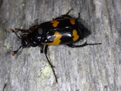 Nicrophorus sayi
