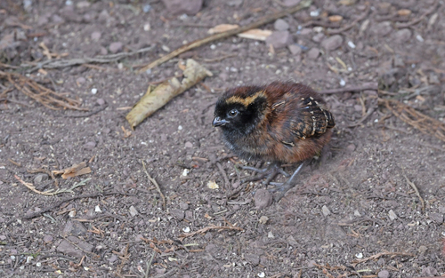 Black-fronted Wood Quail (Odontophorus atrifrons), photo 9