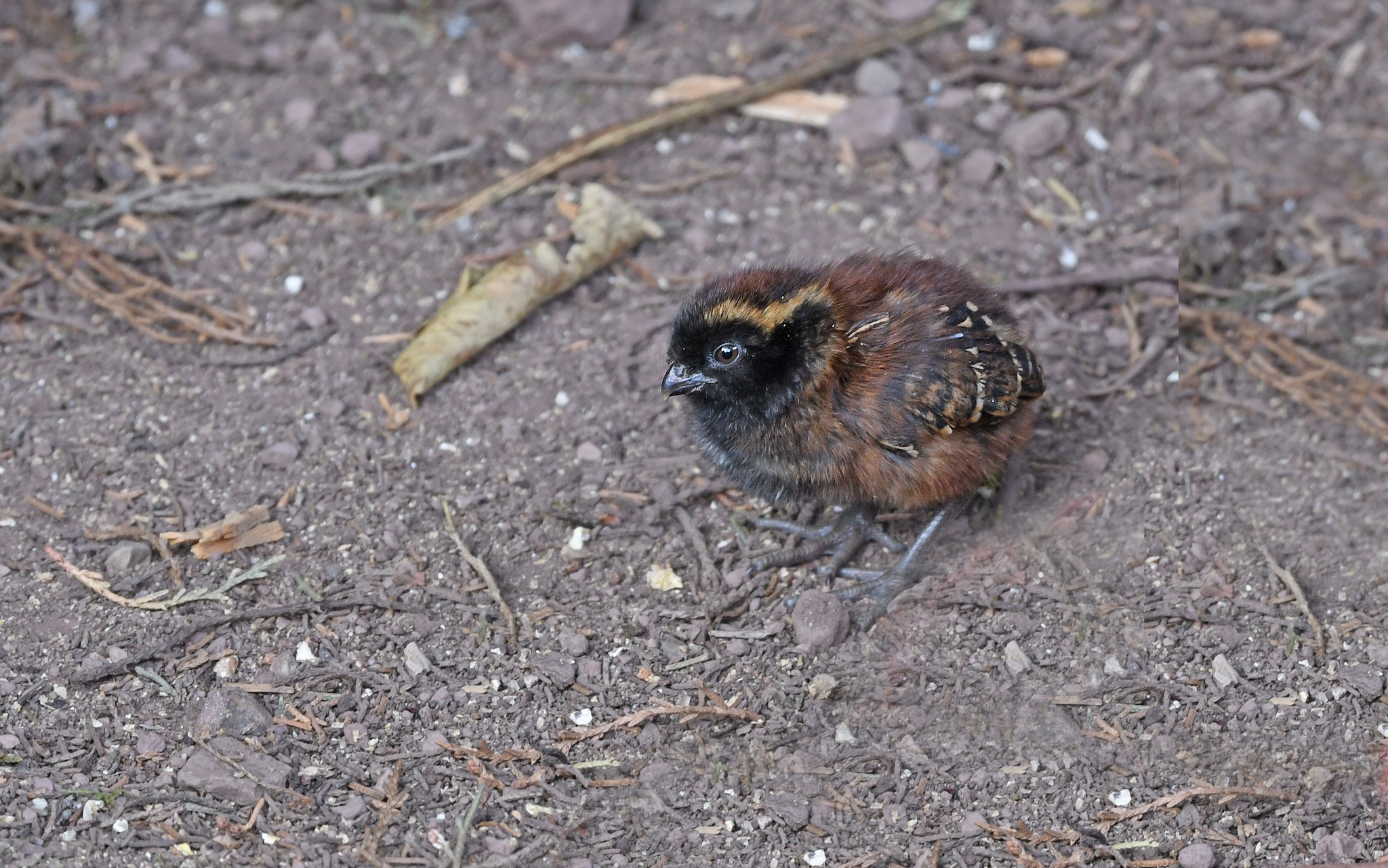 Black-fronted Wood Quail (Odontophorus atrifrons), photo 6
