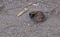 Black-Fronted Wood-Quail photo 2