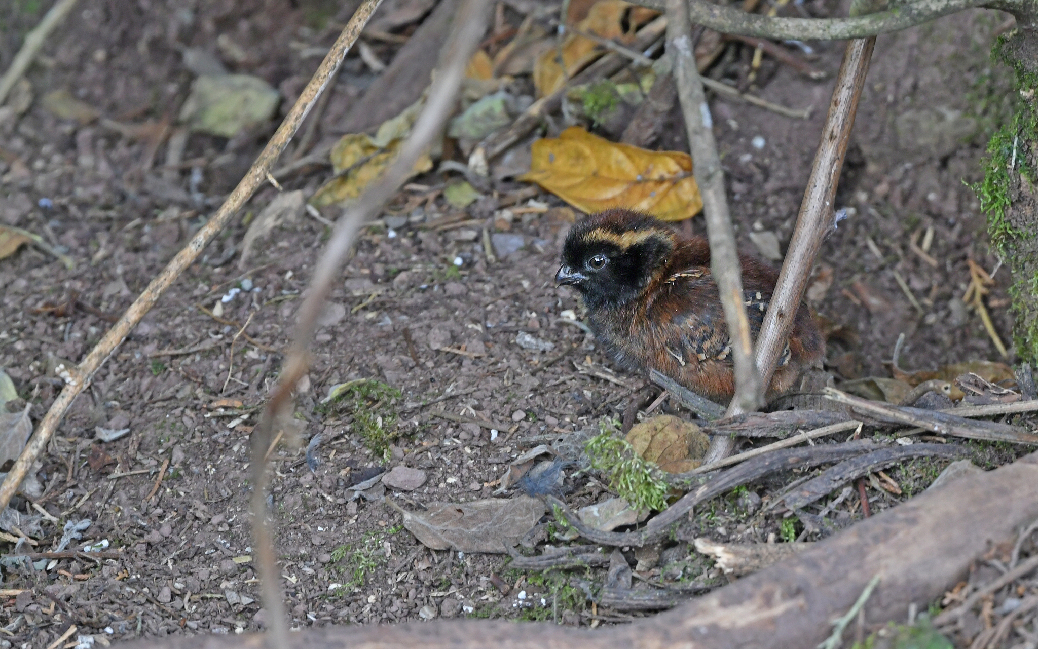 Black-fronted Wood Quail (Odontophorus atrifrons), photo 7