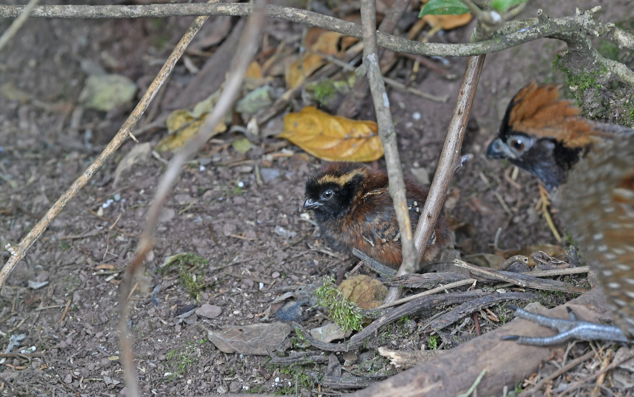 Black-fronted Wood Quail (Odontophorus atrifrons), photo 8