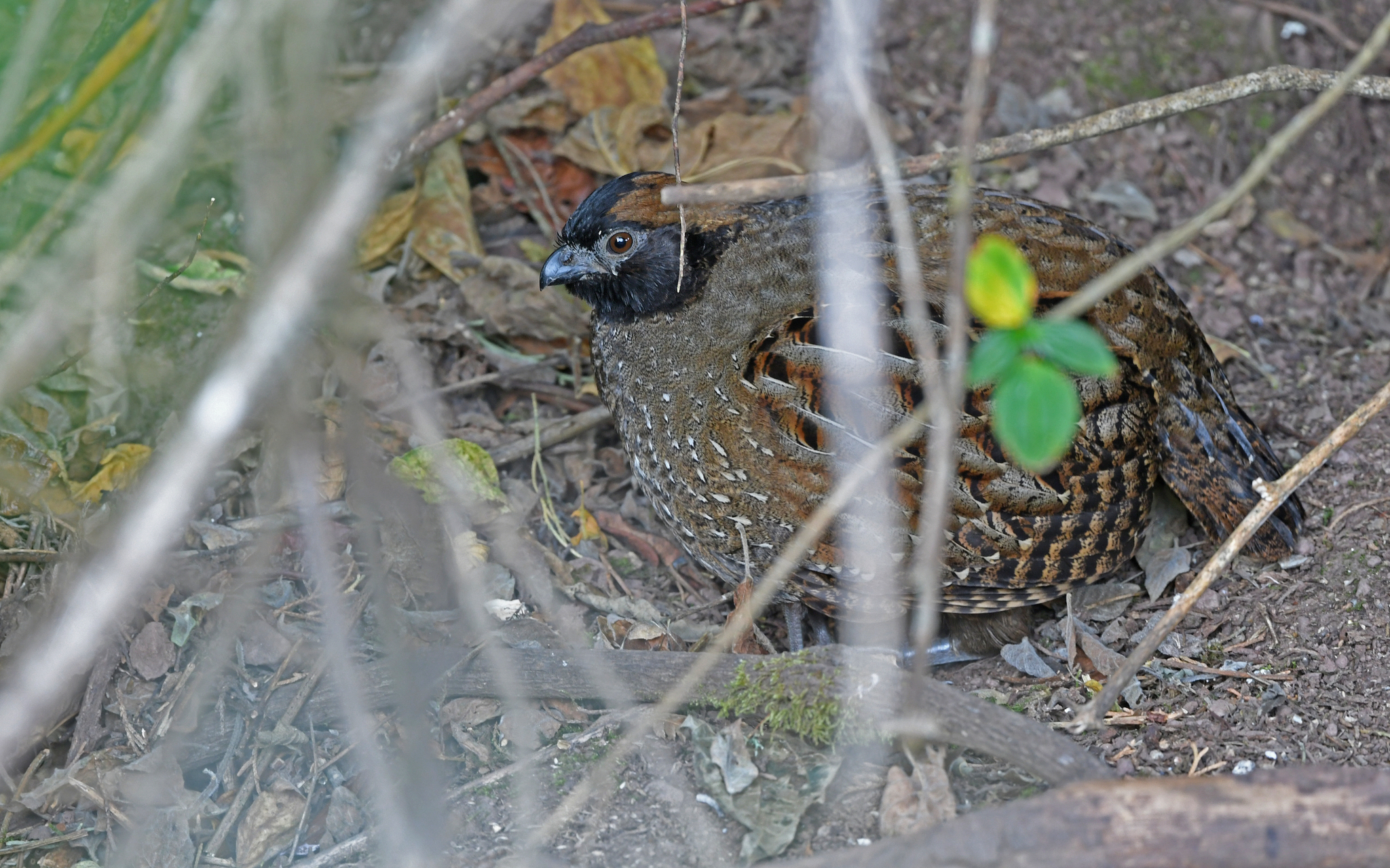 Black-fronted Wood Quail (Odontophorus atrifrons), photo 4