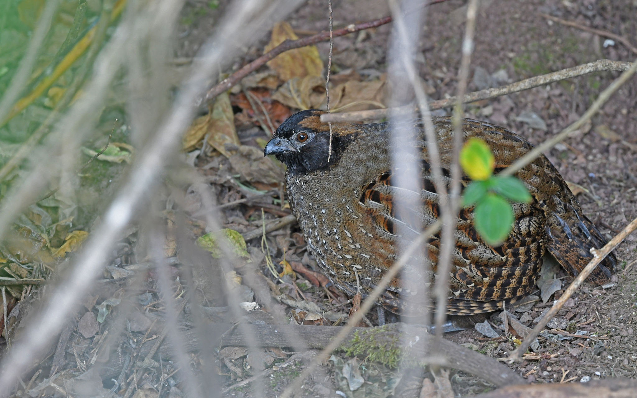 Black-fronted Wood Quail (Odontophorus atrifrons), photo 5