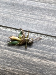 Phaedrotettix