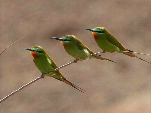 Blue-cheeked Bee-eater