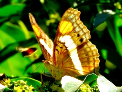 Doxocopa laure laure