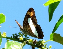 Adelpha iphicleola iphicleola