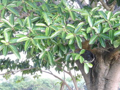 Ficus crocata