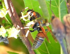 Polistes pacificus