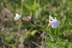 Silene latifolia