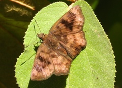 Nisoniades bromias