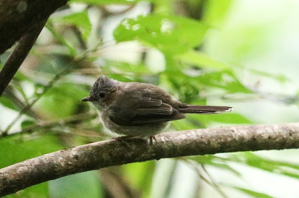 Striated Yuhina