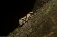 Coesyra hemiphragma