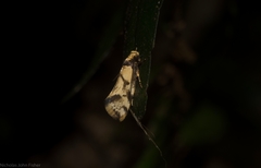 Coesyra hemiphragma
