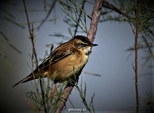 Carricerín real (Acrocephalus melanopogon)