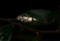 Coesyra hemiphragma