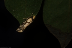 Coesyra hemiphragma