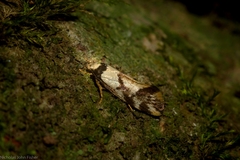 Coesyra hemiphragma