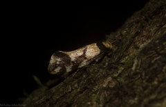 Coesyra hemiphragma