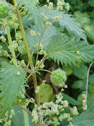 Urtica pilulifera image