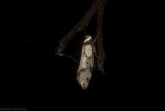 Coesyra hemiphragma