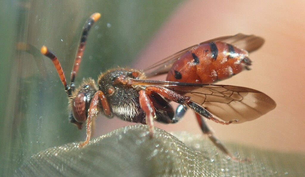 Nomada carnifex