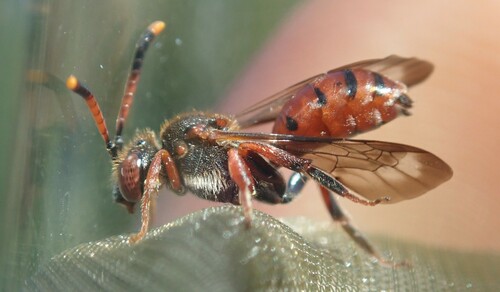 Nomada carnifex