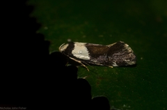 Coesyra hemiphragma