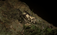 Coesyra hemiphragma