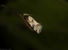 Coesyra hemiphragma