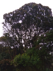 Fraxinus chinensis