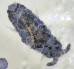 Pseudachorutinae