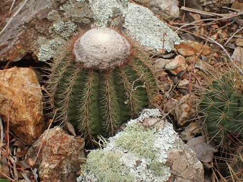 Image of Melocactus macracanthos by (c) Louis Imbeau, some rights reserved (CC BY)