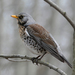 Fieldfare - Photo (c) Dmitrii, some rights reserved (CC BY-NC), uploaded by Dmitrii