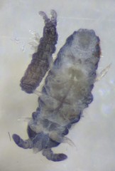 Pseudachorutinae