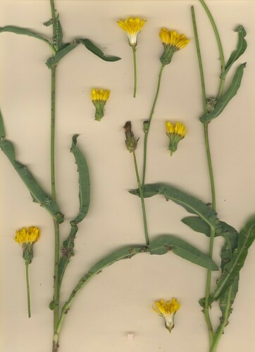 Representative image of Sonchus maritimus