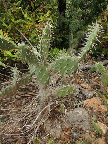 Image of Opuntia caracassana by (c) Louis Imbeau, some rights reserved (CC BY)