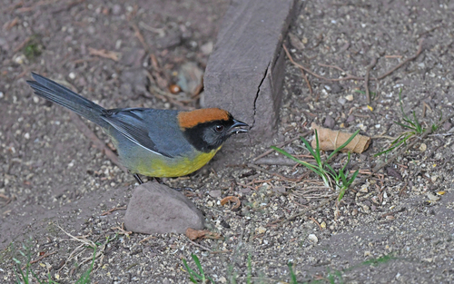 Black-fronted Brushfinch (Atlapetes nigrifrons), photo 2