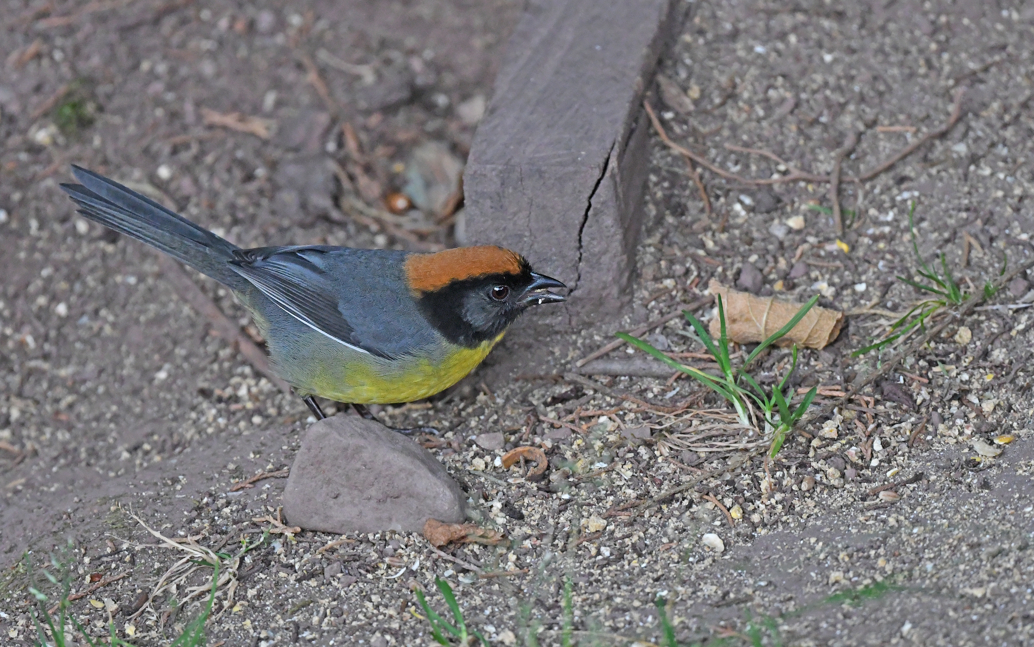 Black-fronted Brushfinch (Atlapetes nigrifrons), photo 2