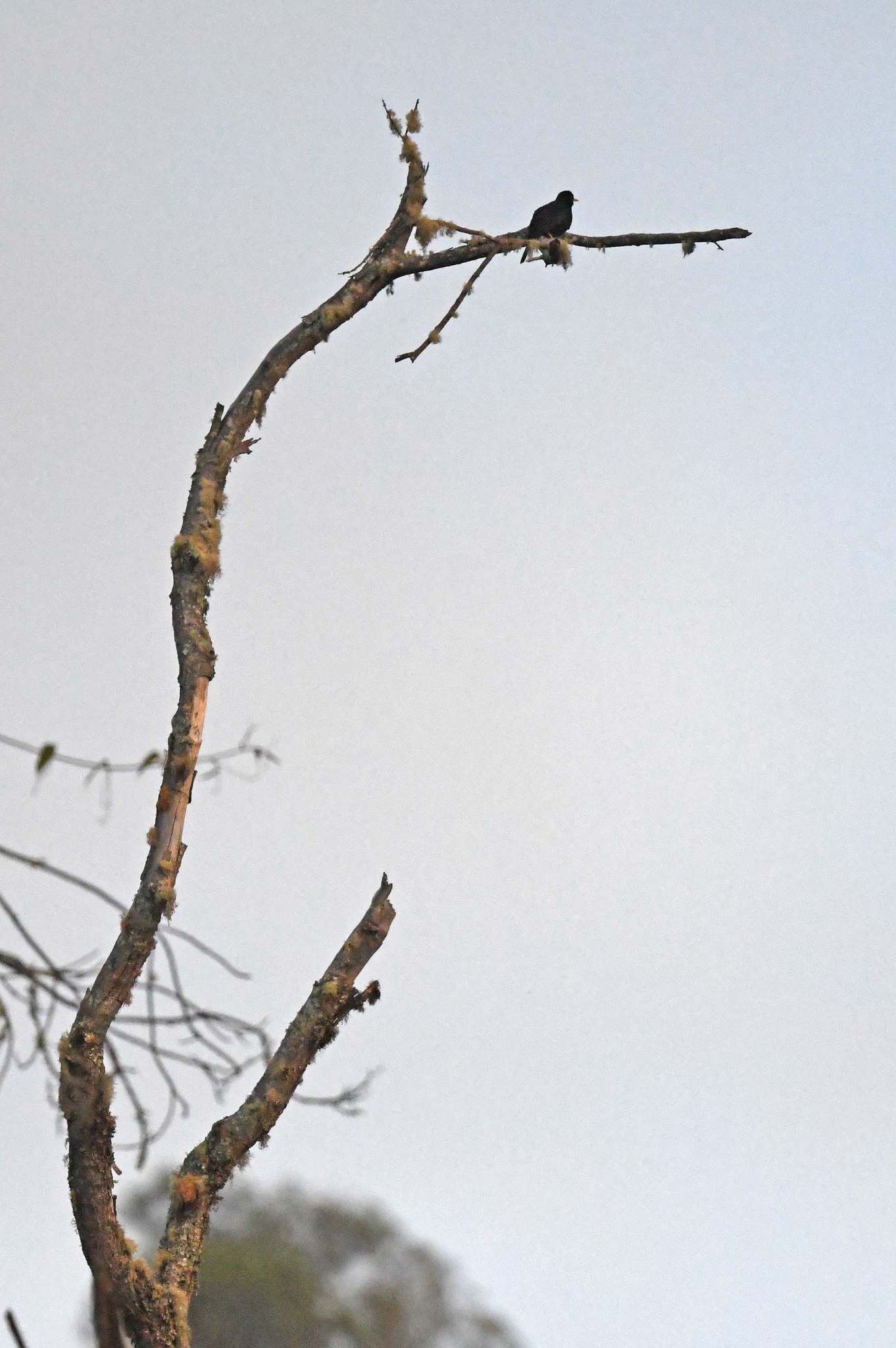 Glossy-black Thrush (Turdus serranus), photo 6