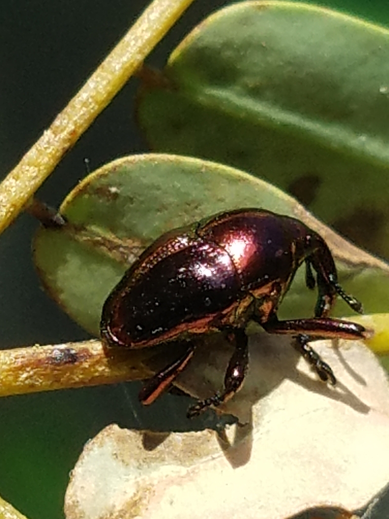 Eurhinus yucatecus