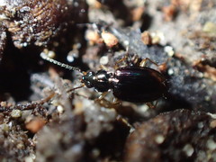 Bembidion iridescens