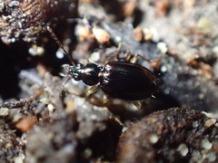 Bembidion iridescens
