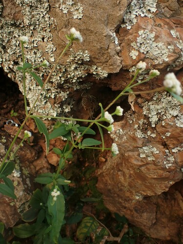 Image of Isocarpha oppositifolia by (c) Louis Imbeau, some rights reserved (CC BY)