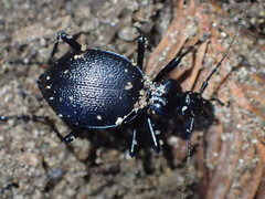 Scaphinotus cristatus