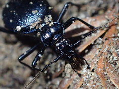 Scaphinotus cristatus