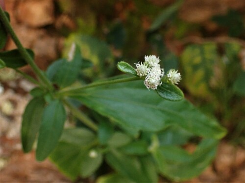 Image of Isocarpha oppositifolia by (c) Louis Imbeau, some rights reserved (CC BY)
