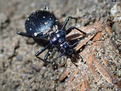 Scaphinotus cristatus